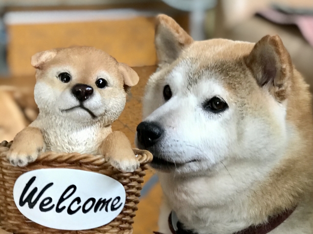 ★わんにゃん特別体験相談会★